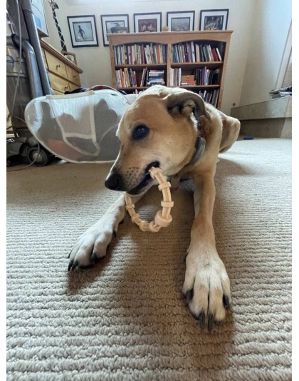 SP Honey Bone Chicken Flavored Teething Ring for Aggressive Chewers
