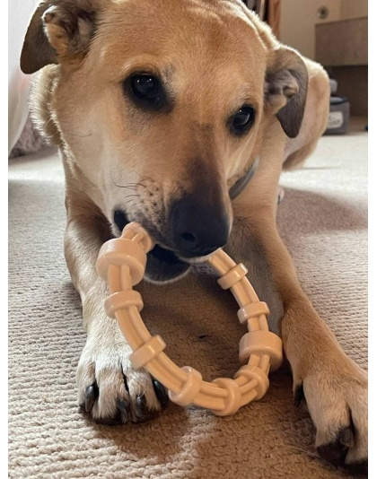 SP Honey Bone Chicken Flavored Teething Ring for Aggressive Chewers