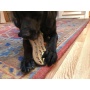 Brown - SP Peanut Ultra Durable Nylon Dog Chew Toy for Aggressive Chewers