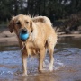 Blue - SP Wag Ball Ultra Durable Synthetic Rubber Chew Toy & Floating Retrieving Toy - Large