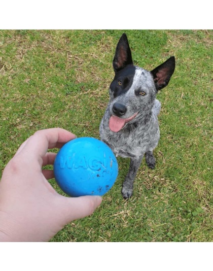 Blue - SP Wag Ball Ultra Durable Synthetic Rubber Chew Toy & Floating Retrieving Toy - Large