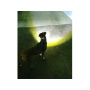 Blue - Headlight Harness, Dog Harness with Built In LED Light - Small