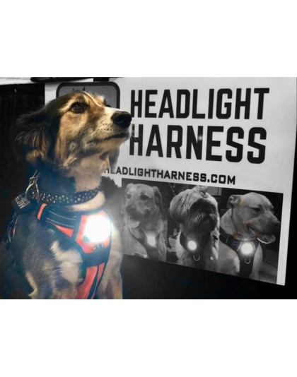 Grey - Headlight Harness, Dog Harness with Built In LED Light - Medium