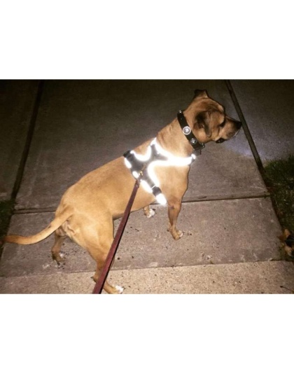 Grey - Headlight Harness, Dog Harness with Built In LED Light - Medium