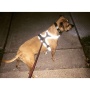 Grey - Headlight Harness, Dog Harness with Built In LED Light - Medium