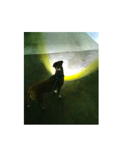 Grey - Headlight Harness, Dog Harness with Built In LED Light - Medium