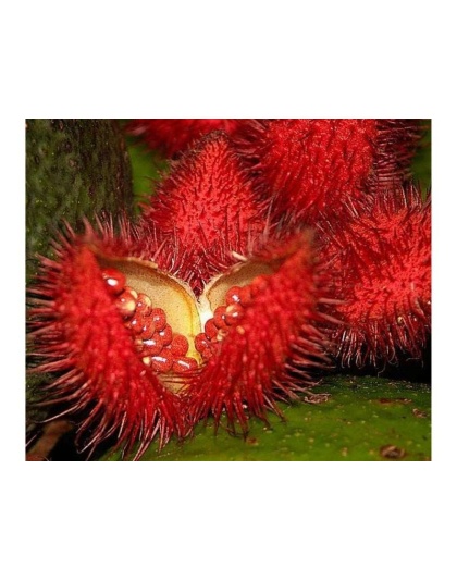Achiote Powder - Urinary, Bladder & Probiotic Digestive Support* The Petz Kitchen - 2 Oz SHAKER
