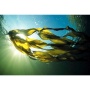 Gland Candy Omega 3 & 6 Lymphatic, Weight & Probiotic Immune Support * - DOG/ 250 caps / 500 mg.