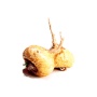 I Am A Rock Star - Memory, Gland (Hypothalamic, Pituitary And Adrenal) & Vitality Support* - DOG/ 150 caps / 500 mg