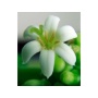 I Cellebrate Life Max - Antioxidant Cellular Boost + Adjunctive Lipoma Support* - DOG/ 90 caps / 500 mg /NO Flavoring
