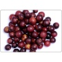 I Want Liquid Immunity - Whole Body Immunity & Antioxidant Cellular Support* - DOG/16.9 fl oz / 500 ml