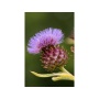 Love Your Liver Liver, Kidney, Gall Bladder & Digestive Support* - DOG/ 90 Caps/ 500 mg