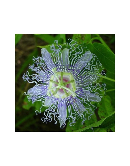 Passion Flower - Mood Anxiety Stress Sedative & Pain Support* - The Petz Kitchen - 2 Oz SHAKER