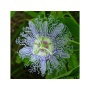Passion Flower - Mood Anxiety Stress Sedative & Pain Support* - The Petz Kitchen - 2 Oz SHAKER
