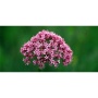 Soothed & Serene - All Systems Anxiety, Calming & Stress Support* Dogs & Catss & Cats* - DOG/ 90 caps / 500 mg /Size 1