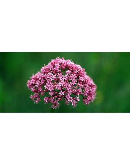 Soothed & Serene - All Systems Anxiety, Calming & Stress Support* Dogs & Catss & Cats* - CAT/ 150 caps / 250 mg /Size 3