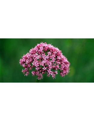 Soothed & Serene - All Systems Anxiety, Calming & Stress Support* Dogs & Catss & Cats* - DOG/ 250 caps / 500 mg /Size 1