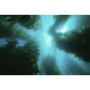 Yelp For Kelp - Omega 3 & 6 Thyroid & Whole Body Multi-Mineral, Vitamin & Dental Support* - CAT/ 150 caps / 250 mg / Size 3