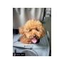 Mr. Peanut's Aspen Series Airline Capable Backpack Pet Carrier - 18 in Hx14 in Wx9 in D