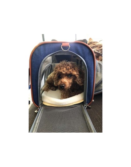 Deja Blue - Mr. Peanut's Gold Series Big Apple Size Expandable Pet Carrier -