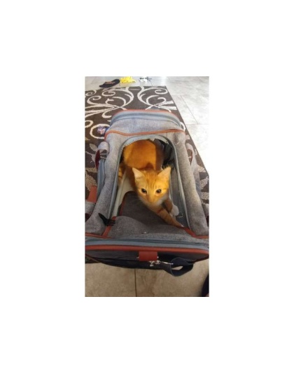 Platinum Gray - Mr. Peanut's Gold Series Pet Carrier - 18 in L x 10.5 in W x 11 in H