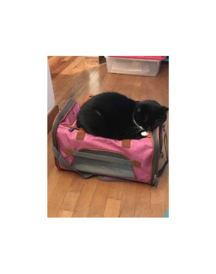 Rosa - Mr. Peanut's Gold Series Pet Carrier - 18 in L x 10.5 in W x 11 in H
