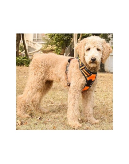 Orange - Mr. Peanut's PetTrek Reflective Pet Harness With Matching Leash - Small