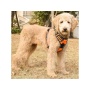 Orange - Mr. Peanut's PetTrek Reflective Pet Harness With Matching Leash - Small