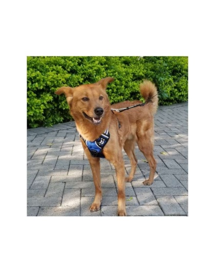 Blue - Mr. Peanut's PetTrek Reflective Pet Harness With Matching Leash - Large