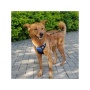 Blue - Mr. Peanut's PetTrek Reflective Pet Harness With Matching Leash - Large