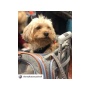 Twilight Gray - Mr. Peanut's Platinum Series Pet Carrier - 18inLx10.5inWx11inH