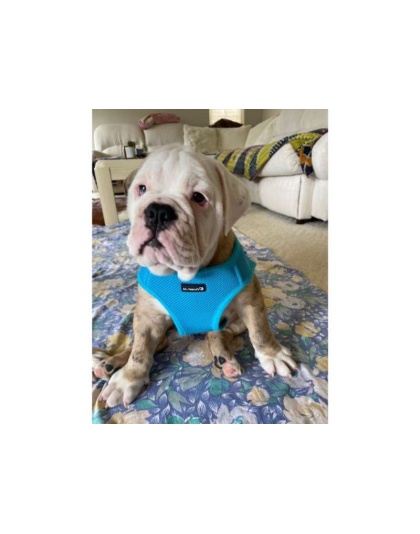 Blue - Mr. Peanut's PupTrek Small Dog/Cat Soft Mesh Step In Harness Vest - XSmall