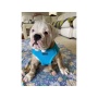 Blue - Mr. Peanut's PupTrek Small Dog/Cat Soft Mesh Step In Harness Vest - Small