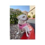 Pink - Mr. Peanut's PupTrek Small Dog/Cat Soft Mesh Step In Harness Vest - Small