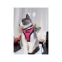 Blue - Mr. Peanut's PurrTrek Reflective Cat Harness with Matching Leash - Small