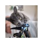 Cat Candy