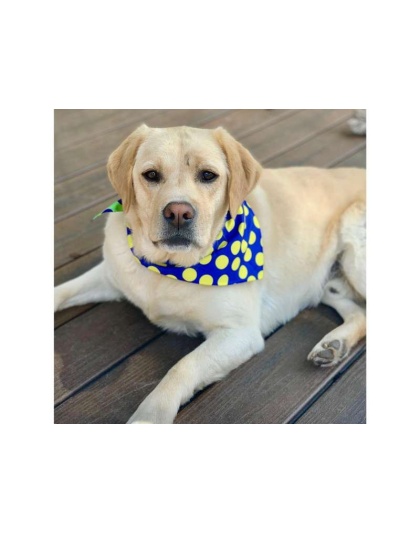 DOT Blue/Green/Yellow - Sport Bandana  - Large