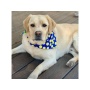 DOT Blue/Green/Yellow - Sport Bandana  - Large