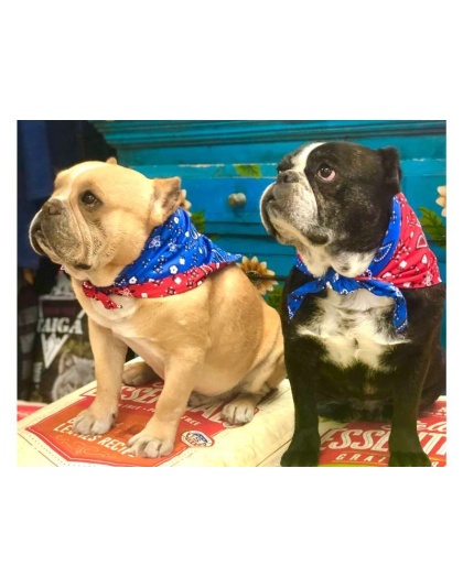 Red/Blue Bandana - Sport Bandana  - Small
