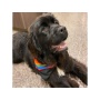 Rainbow Pride - Sport Bandana  - Small