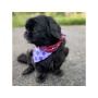 Purple Dots/Daisies - Sport Bandana  - Small