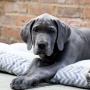 Waikiki Eco-Fabric Mattress Dog Bed - Large