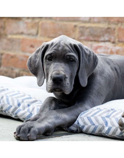 Waikiki Eco-Fabric Mattress Dog Bed - Medium