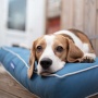 Marlin Eco-Fabric Mattress Dog Bed - Large