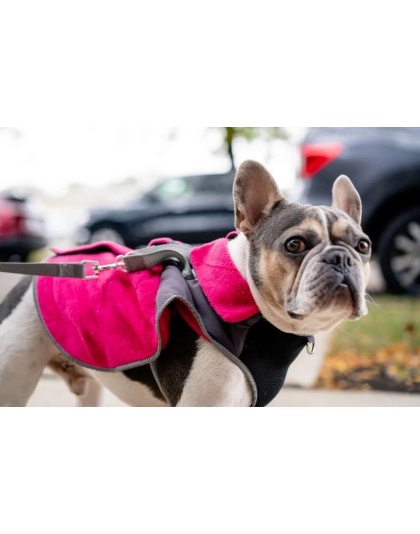 Fuschia - 2-in-1 Travel Dog Vest With Built In Harness - Small