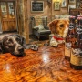 Bottom Sniffer Beer For Dogs