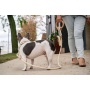 Carbon Neutral Eco Friendly Dog Leash with Small Storage Bag