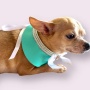 Sniffany Blue Neck Collar- Dog Neck Collar