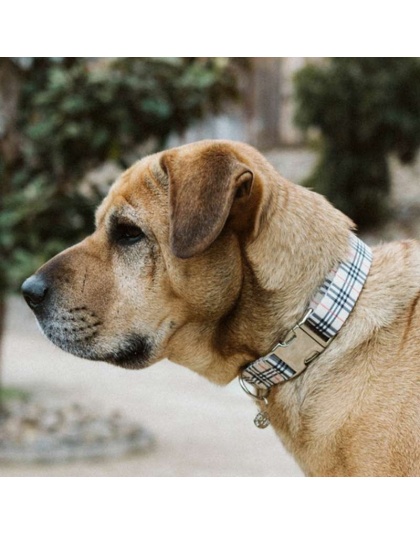 Beige Plaid - Adjustable Collar - Small