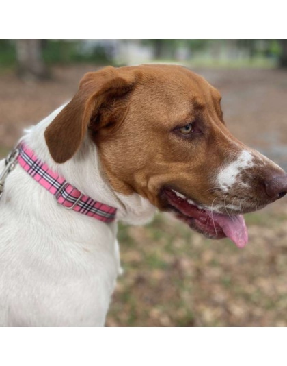 Pink Plaid - Adjustable Collar - Medium